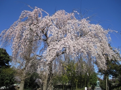 境内桜の写真